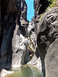 fleur_jaune Canyoning dans fleur jaune à la réunion